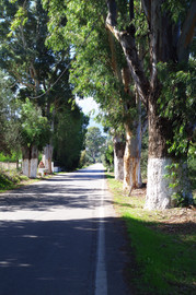 Apokoronas
bei/near Armeni