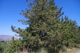 Apokoronas
bei/near Neo Chorio
Cupressus sempervirens