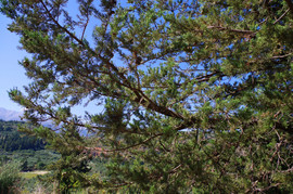 Apokoronas
Cupressus sempervirens