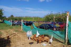Apokoronas
bei/near Georgioupoli
